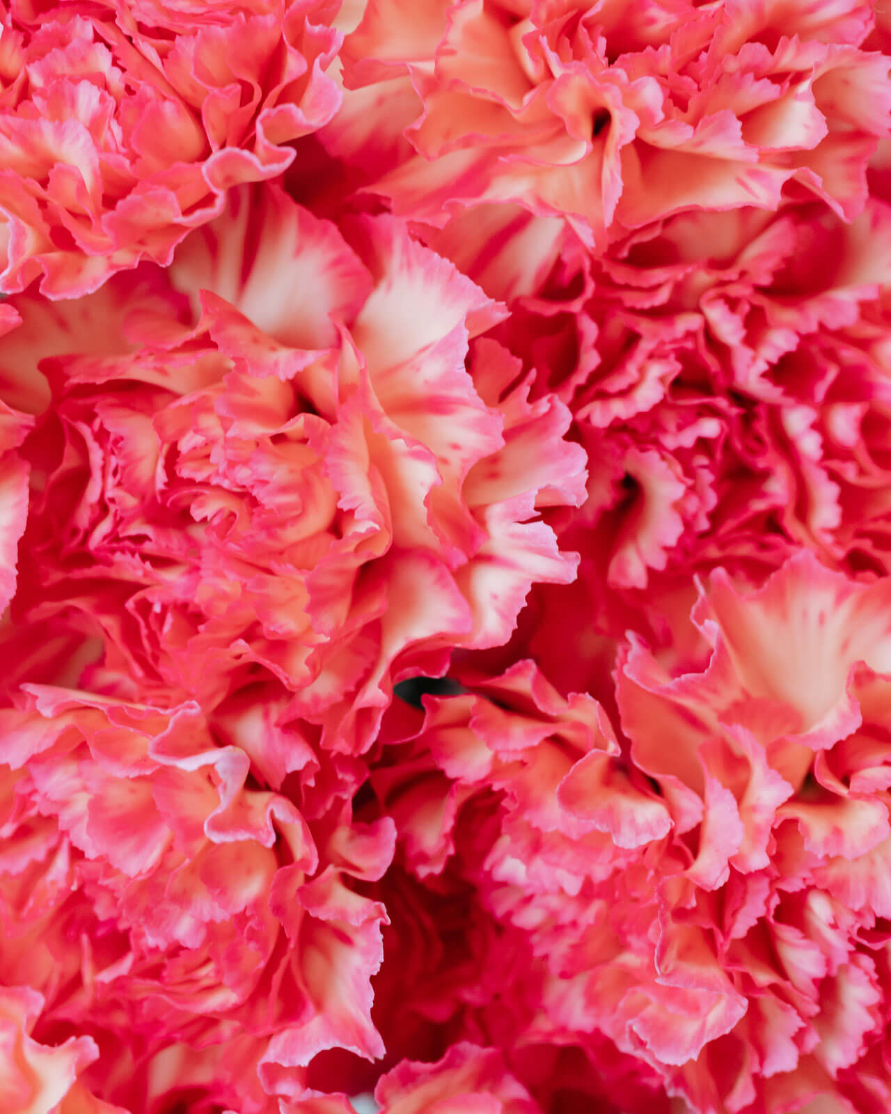 A luxurious Coloured, Uncoated Food Contact Paper range in 11 Eye-catching shades